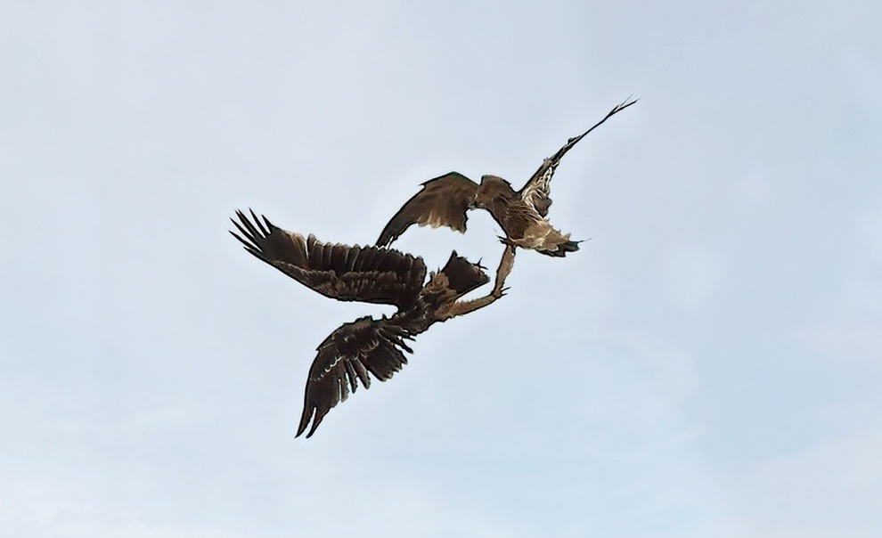 پرواز باشکوه عقاب‌ها بر فراز لواسانات