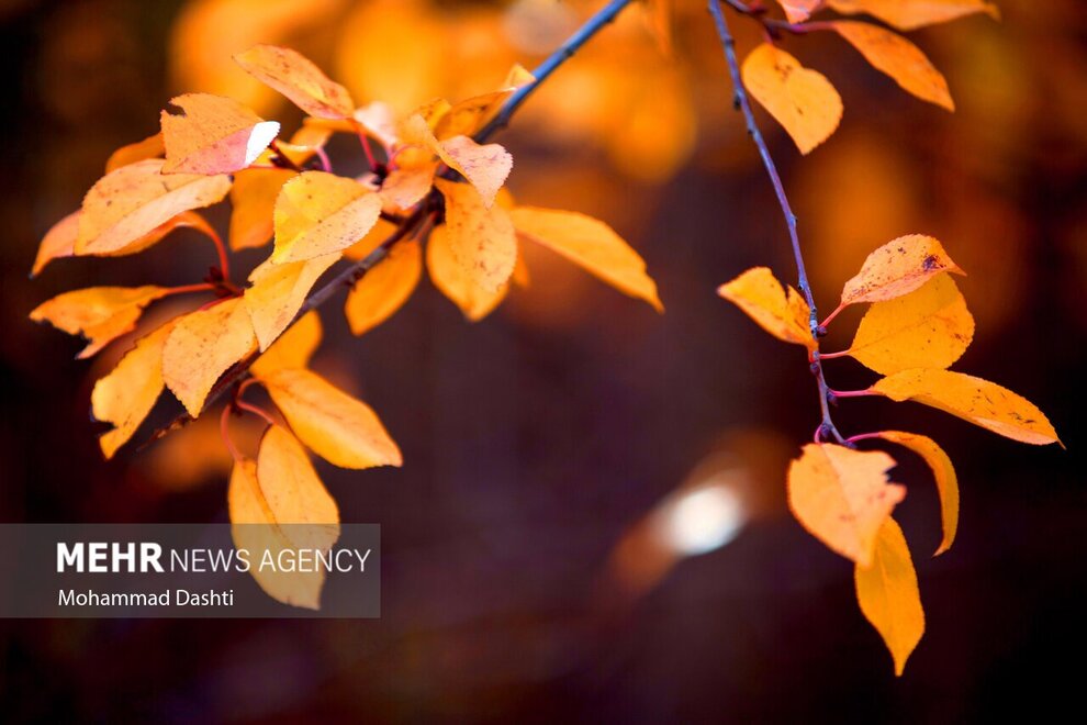  پاییز هزار رنگ «هیر»