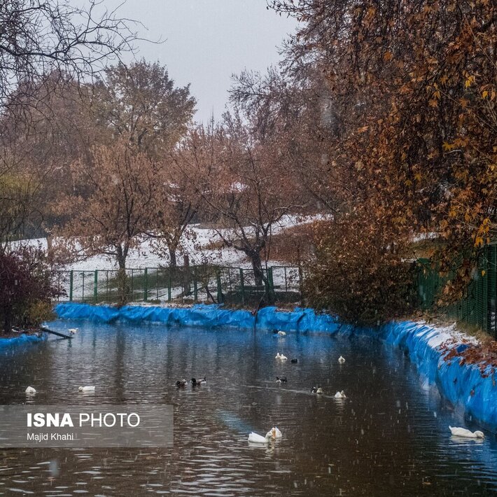 تصاویری دلربا از تهران، غرق برگ و برف
