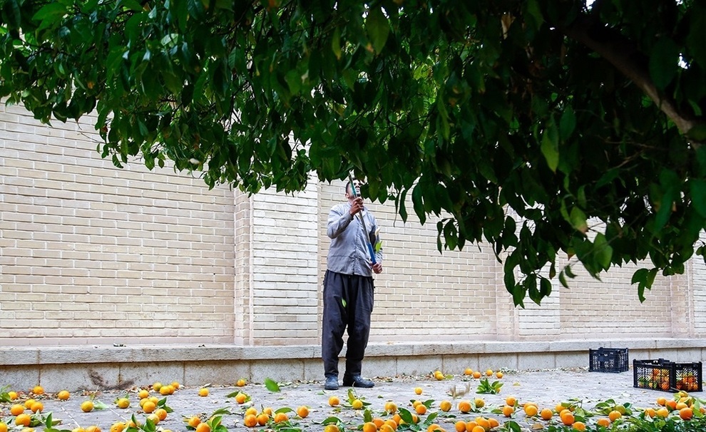  نارنج چینی در باغ ارم شیراز