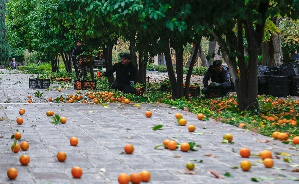  نارنج چینی در باغ ارم شیراز