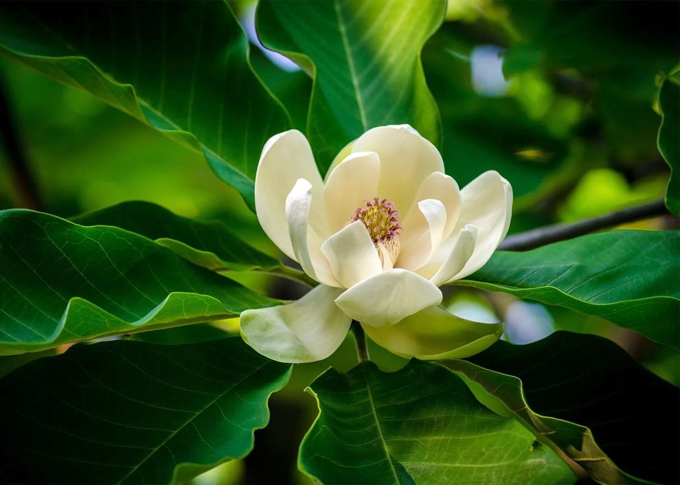 این گیاه ۱۵۰۰ساله، زیباترین گل جهان است