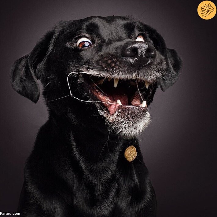  واکنش خنده‌دار سگ‌ها قبل از گرفتن خوراکی دلخواه