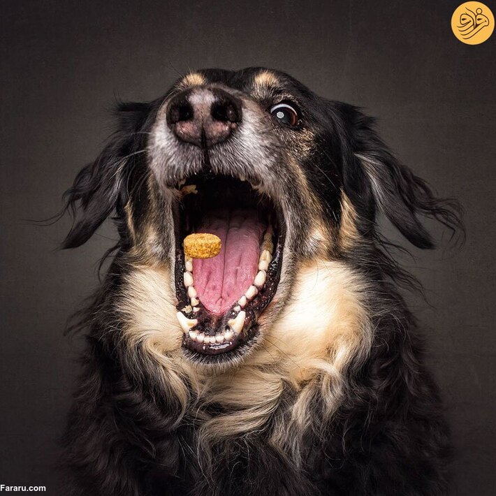  واکنش خنده‌دار سگ‌ها قبل از گرفتن خوراکی دلخواه