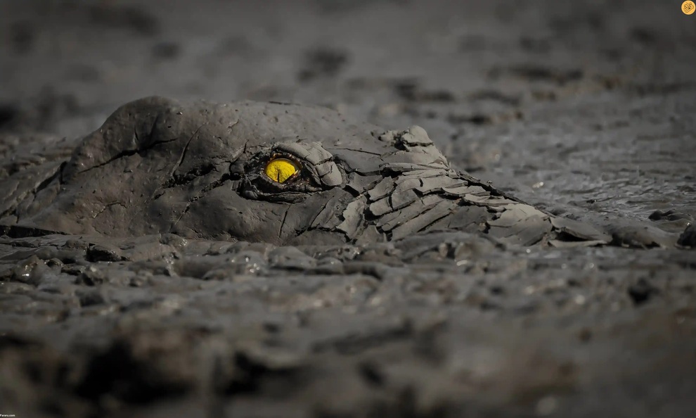 تمساح کمین کرده در گِل، برنده جایزه عکاسی طبیعت ۲۰۲۲ + تصاویر