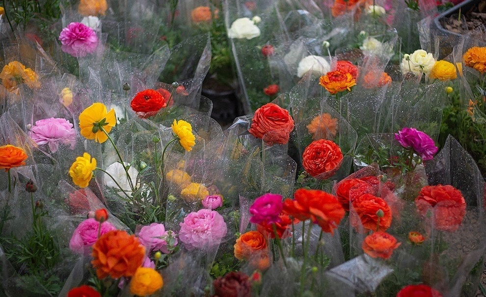 محلات، بهشت گل ایران در آستانه عید نوروز + تصاویر
