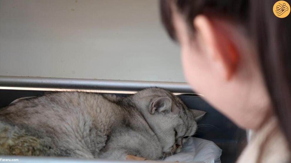 نجات معجزه‌آسای گربه‌ای که ۴۹ روز زیر آوار بود