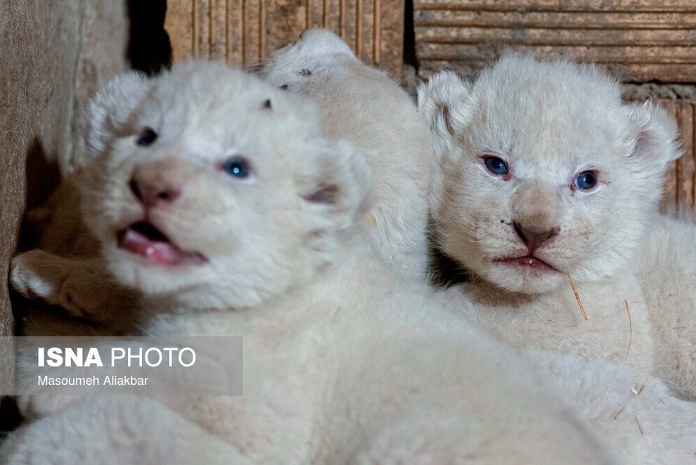 تصاویری بامزه از تولد شیر‌های سفید ۴ قلو