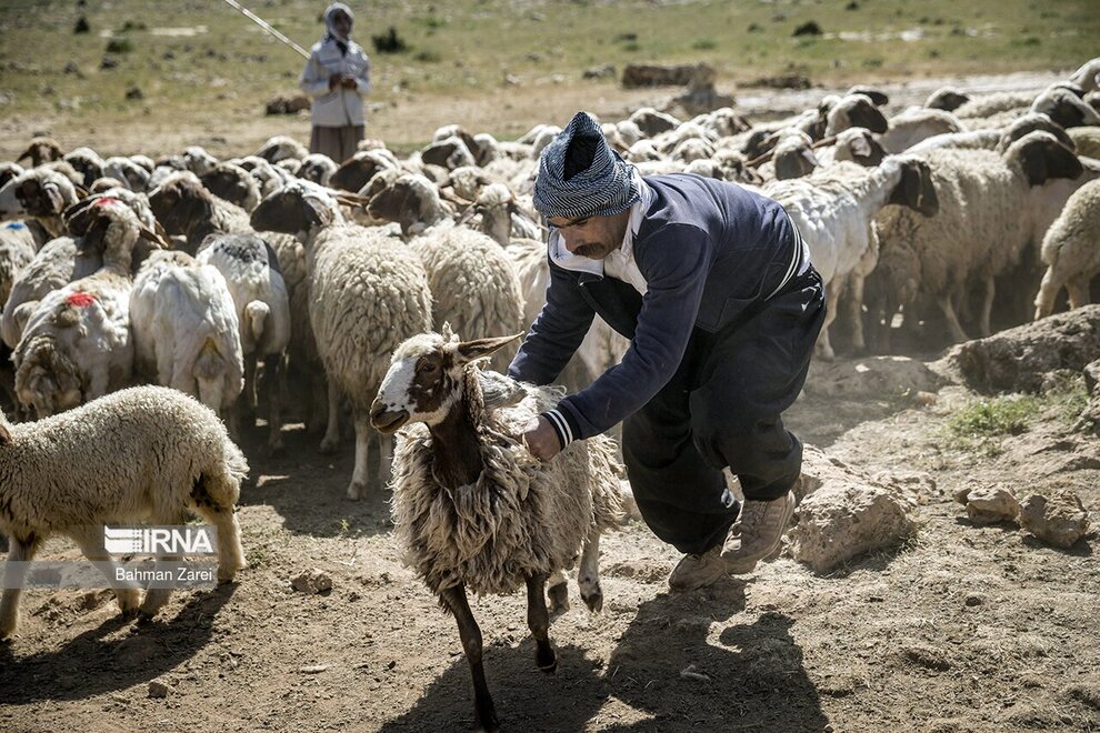 تصاویری از پشم چینی گوسفندان عشایر دالاهو