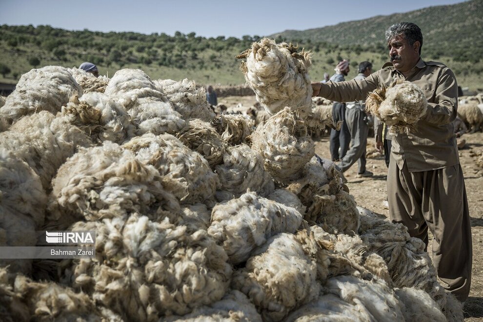 تصاویری از پشم چینی گوسفندان عشایر دالاهو