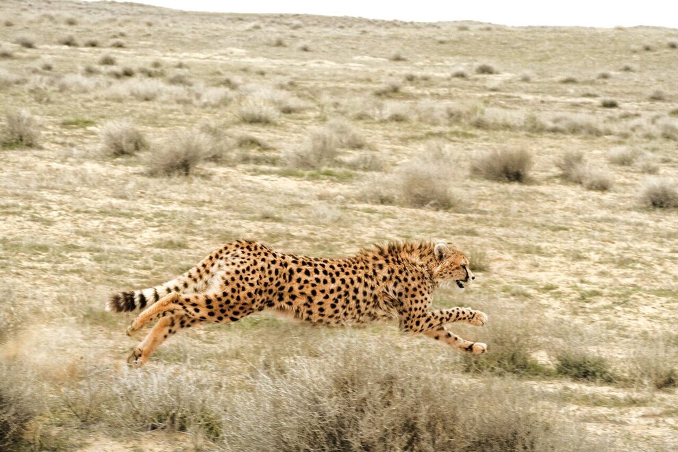 سریع‌ترین حیوان در ایران را بشناسید