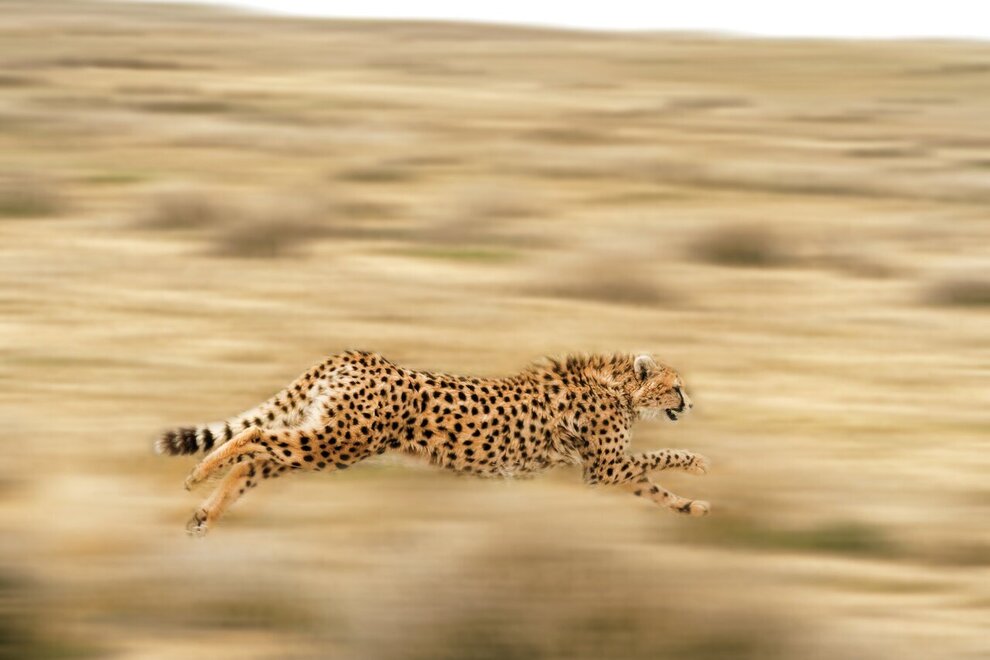 سریع‌ترین حیوان در ایران را بشناسید