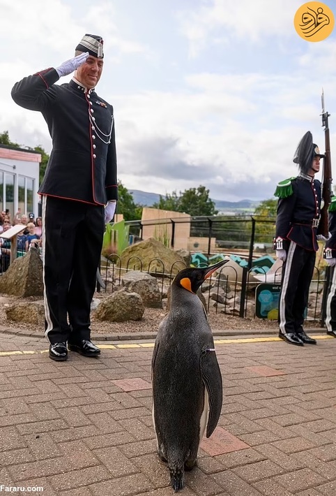 اعطای درجه سرلشکری به یک پنگوئن!