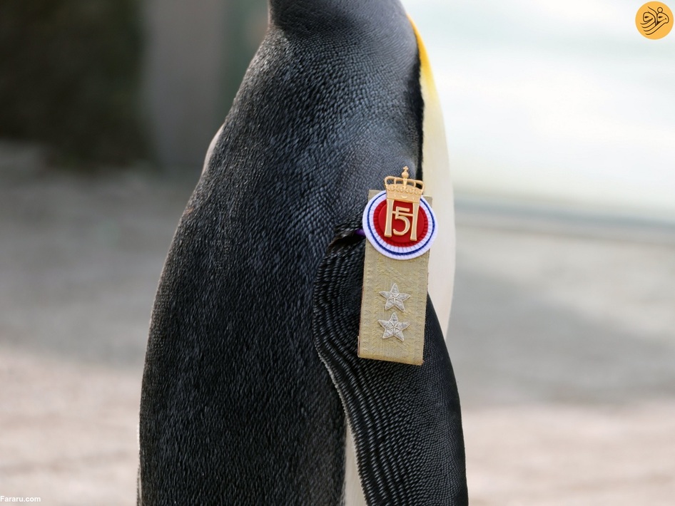 اعطای درجه سرلشکری به یک پنگوئن!
