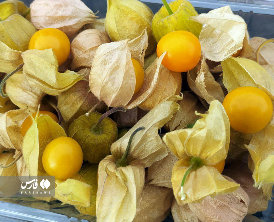 تصاویر | برداشت سلطان گیاهان دارویی، گران قیمت‌ترین میوه ایران