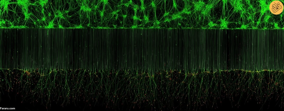 نورون های حرکتی در دستگاه Microfluidic برای جداسازی اجسام سلولی (بالا) و آکسون ها (پایین). عکس ا ملیندا بکاری و دکتر دان دبلیو کلیولند