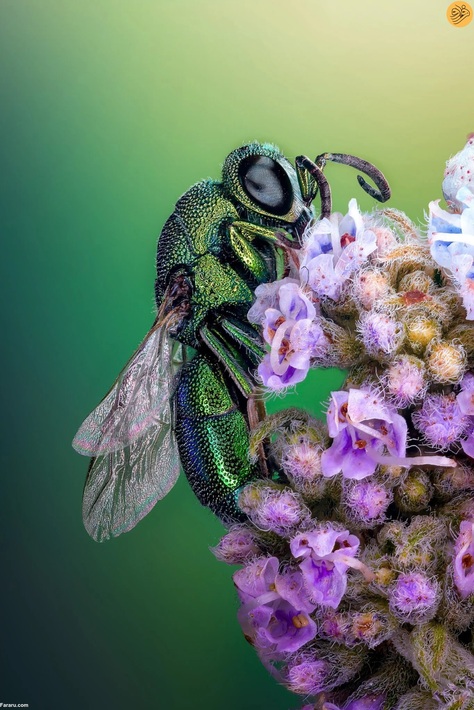 زنبور فاخته Cuckoo ایستاده روی گل. عکس از شریف عبدالله احمد