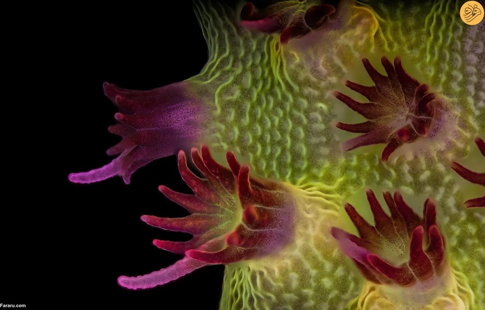 تصویر فلورسنت از Acropora sp که پولیپ های منفرد با zooxanthellae همزیست را نشان می‌دهد. عکس از دکتر پیچایا لرتویلای