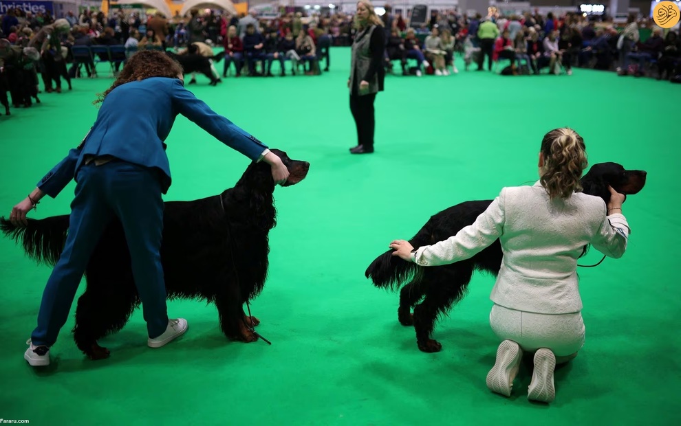 بزرگترین نمایشگاه سگ‌های خانگی در جهان + عکس