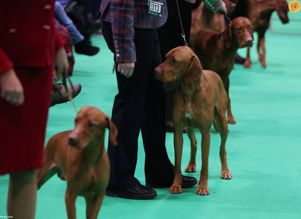 بزرگترین نمایشگاه سگ‌های خانگی در جهان + عکس