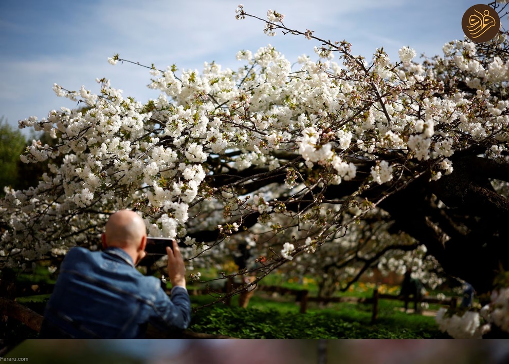 تصاویر شکوفه‌های بهاری در سراسر جهان را ببینید