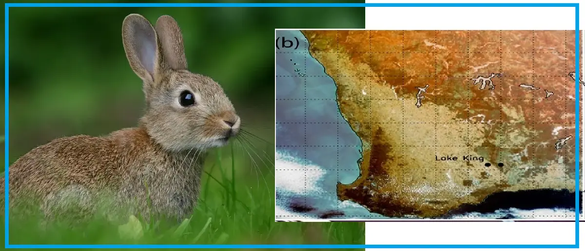 نقشه حصار خرگوشها