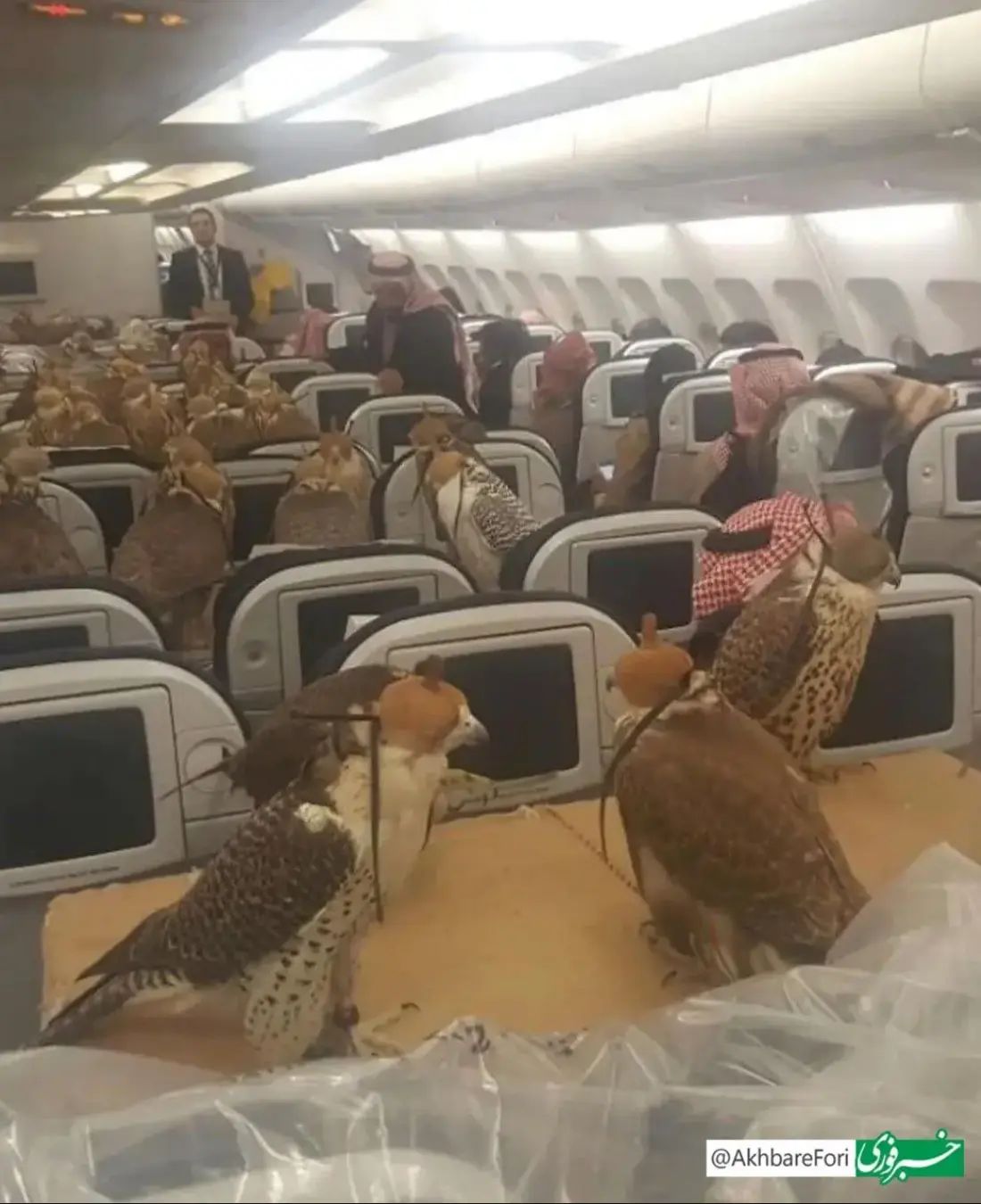 شاهین