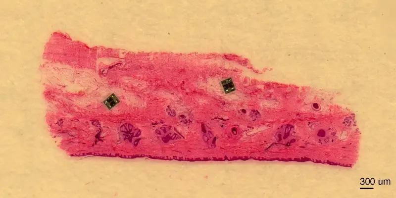 کوچکترین ربات جهان