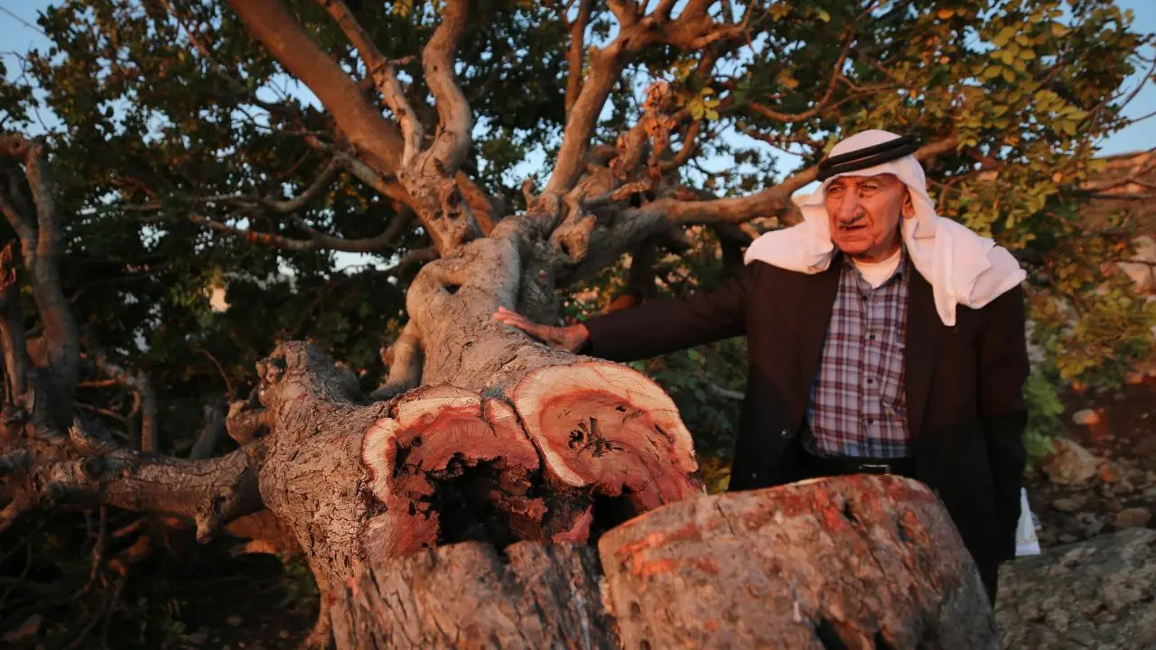 درخت فلسطینی