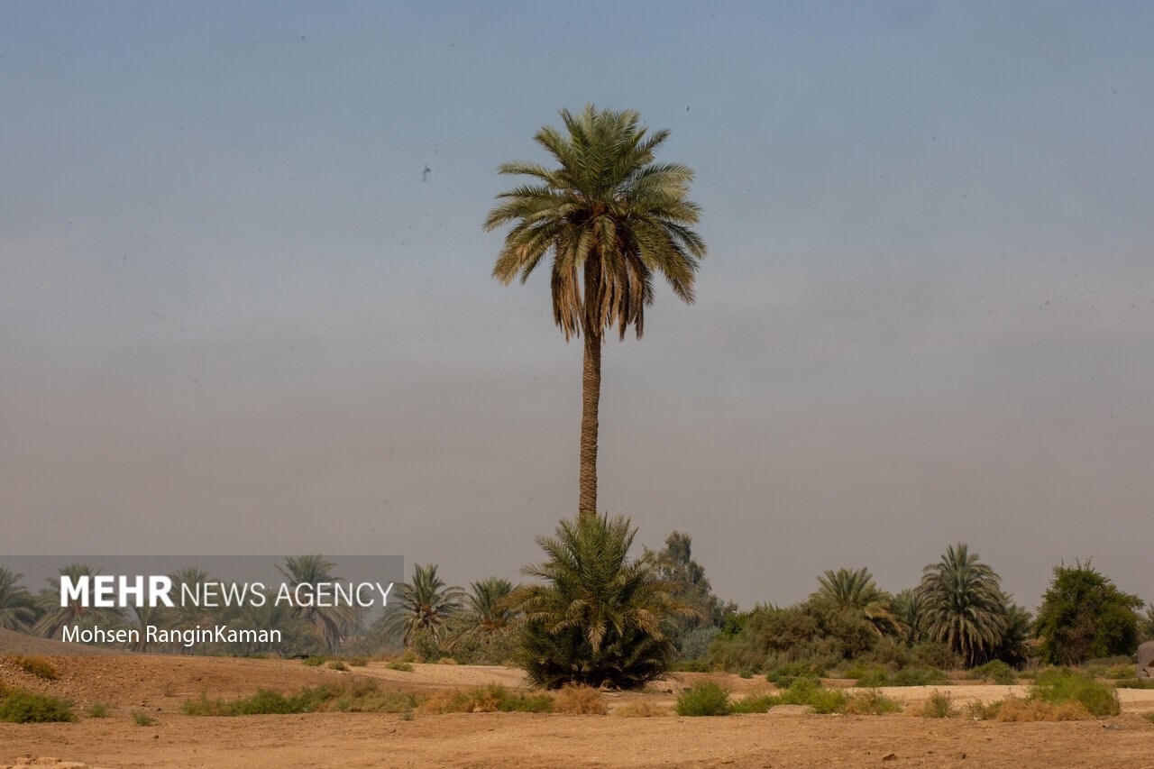 باغ گل معلق بابل۷