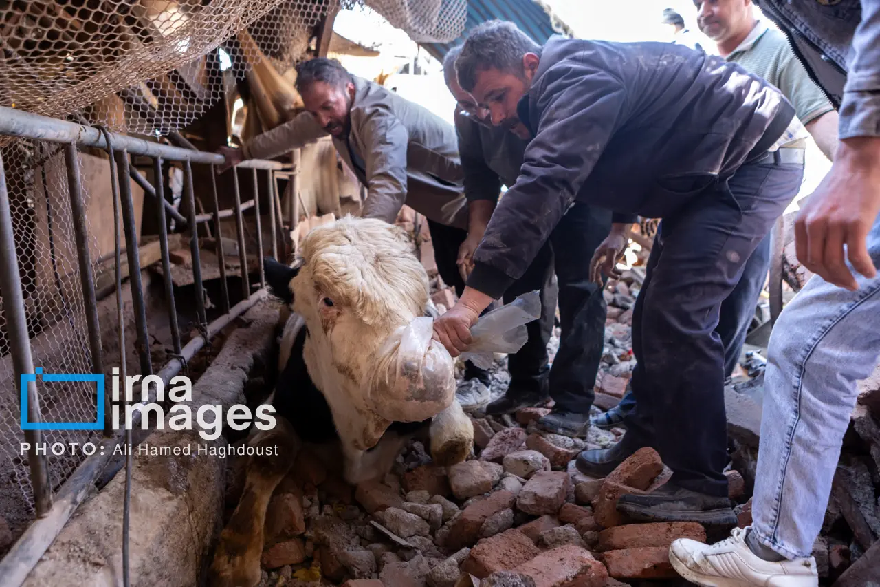 حمله به دامداری خسروشهر