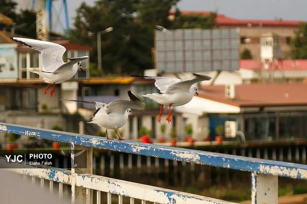 تصاویر؛ کاکایی‌ها؛ تماشایی‌ترین رفت‌وآمد زمستانی انزلی 7