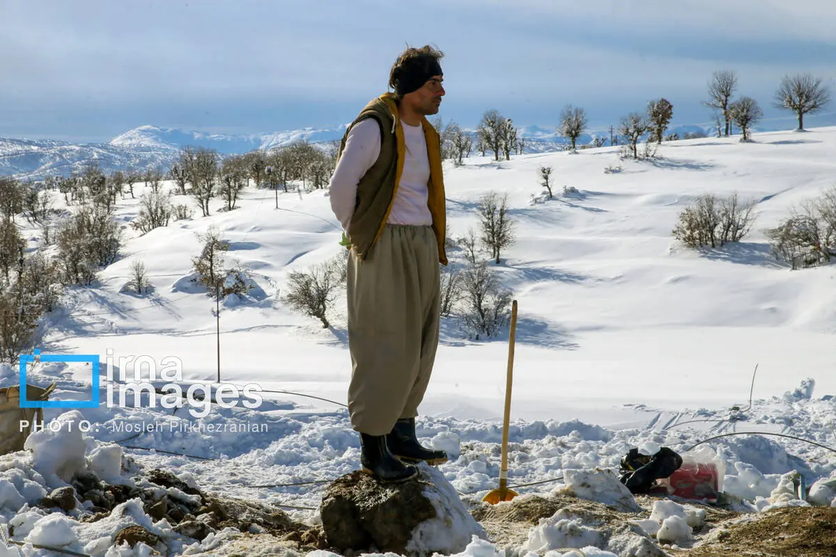 گالری