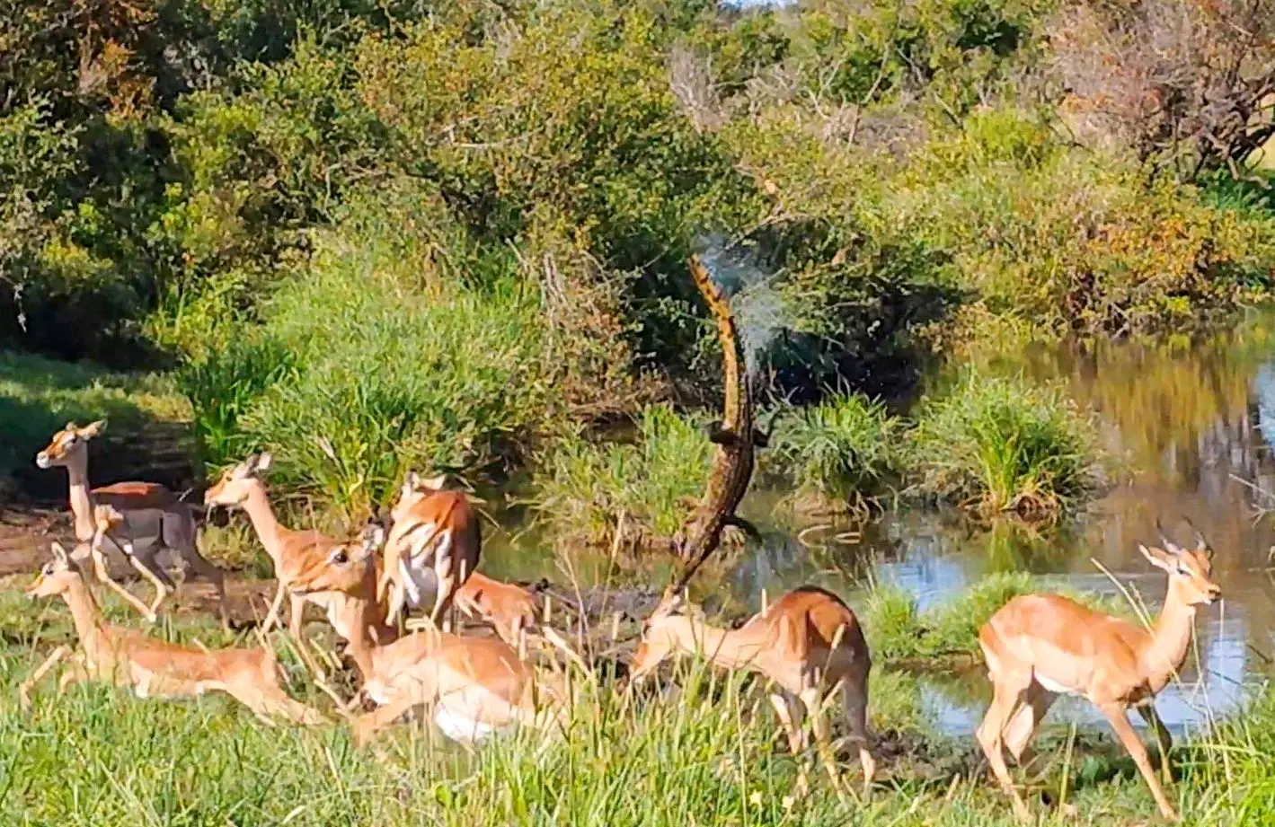 کمین کروکودیل به طرز عجیبی شکست خورد
