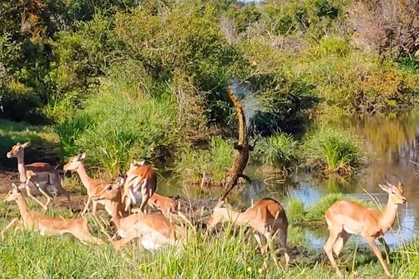 کمین کروکودیل به طرز عجیبی شکست خورد
