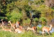 کمین کروکودیل به طرز عجیبی شکست خورد
