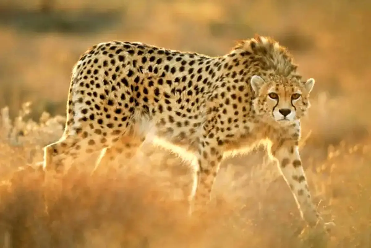 مشاهده ۶ قلاده یوزپلنگ آسیایی در پناهگاه میاندشت جاجرم