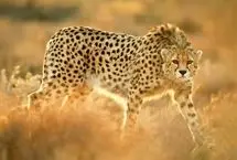 مشاهده ۶ قلاده یوزپلنگ آسیایی در پناهگاه میاندشت جاجرم