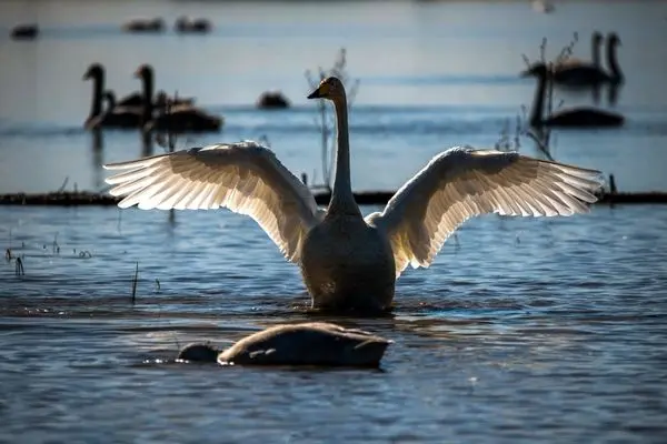 تصاویر؛ قوهای فریادکش مهمان همیشگی تالاب سرخرود