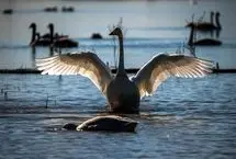 تصاویر؛ قوهای فریادکش مهمان همیشگی تالاب سرخرود