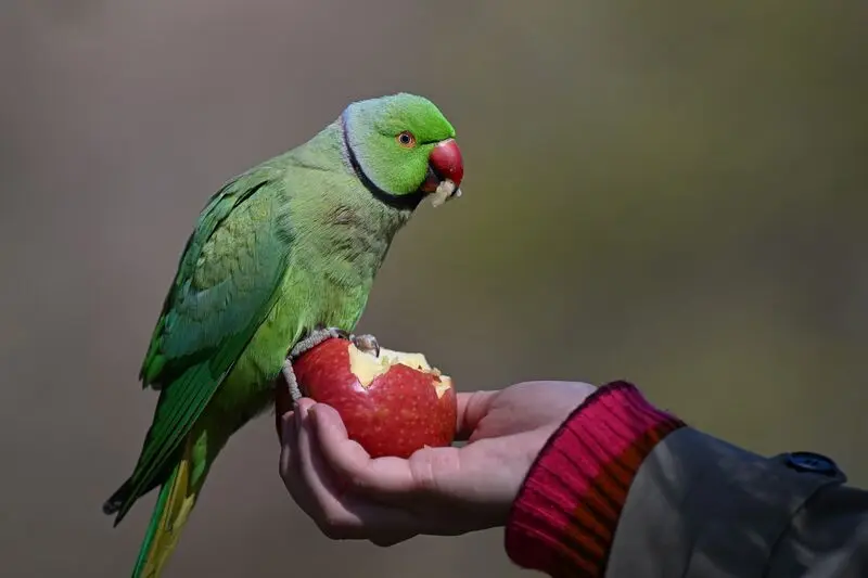 طوطی