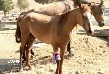 تصاویر؛ مرگ دلخراش اسب‌ها در پی حمله اسرائیل به کرمانشاه