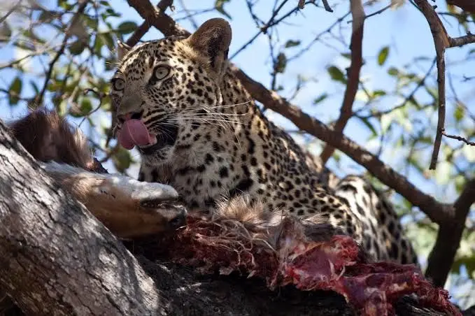 وقتی روده شکار، غذای پلنگ می‌شود؛ هیچ چیز در طبیعت هدر نمی‌رود
