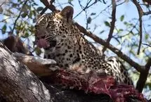 وقتی روده شکار، غذای پلنگ می‌شود؛ هیچ چیز در طبیعت هدر نمی‌رود