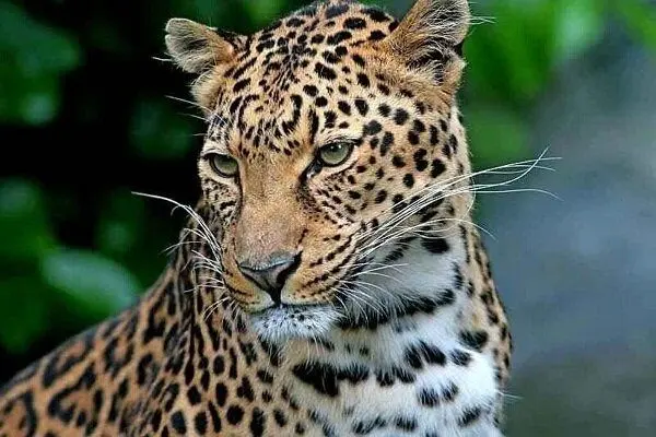 ببینید؛ کوه پیمایی پلنگ ایرانی در میان برف