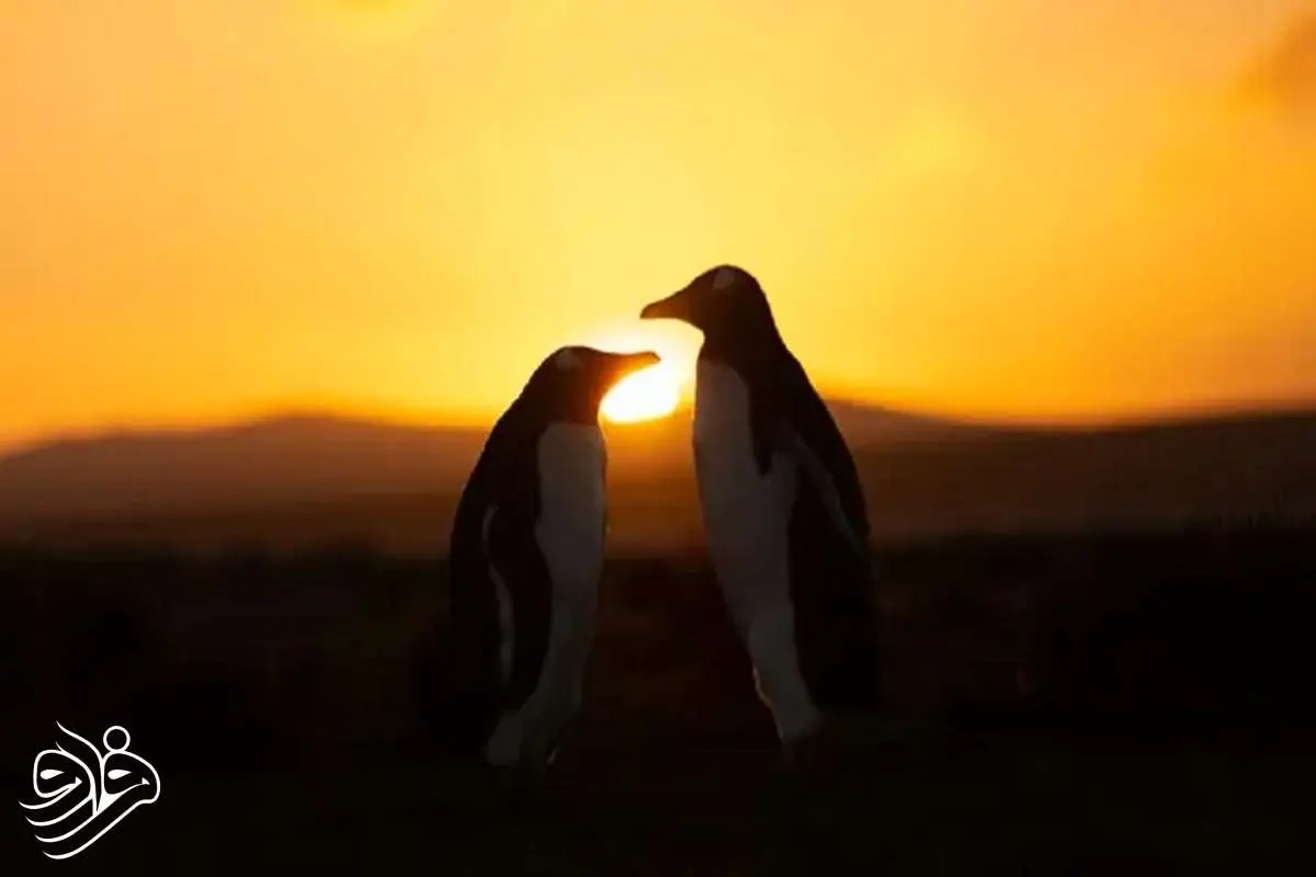 تنها یک ماه تا خورشیدگرفتگی «حلقه آتش» باقی است