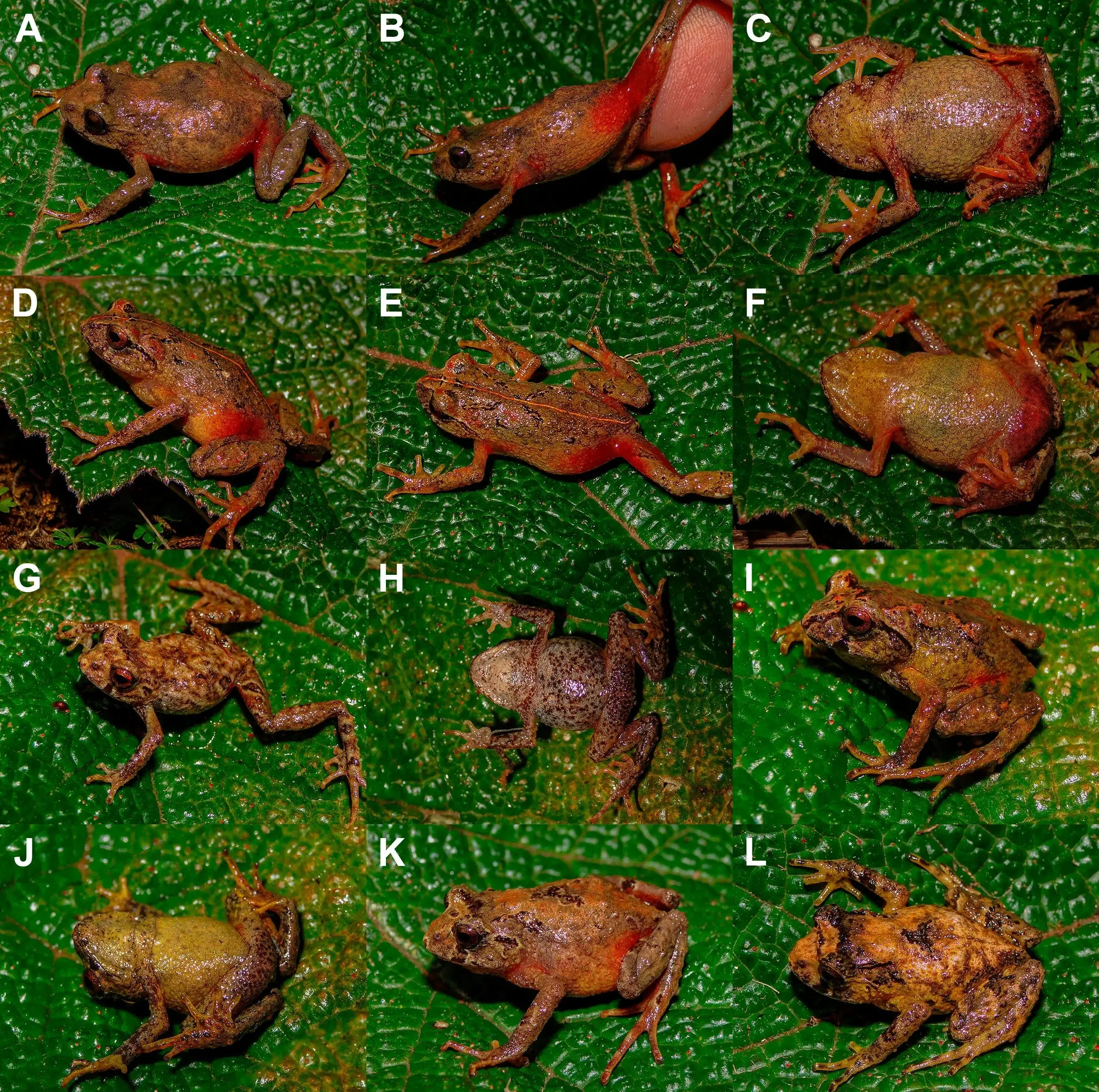 کشف موجود یک اینچی چشم‌قرمز در دل جنگل‌های پرو!