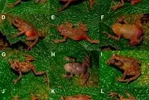 کشف موجود یک اینچی چشم‌قرمز در دل جنگل‌های پرو!