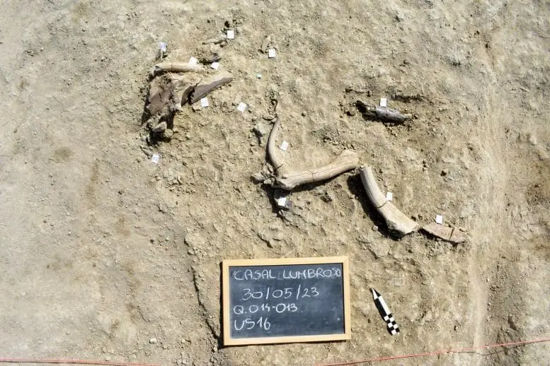 ۴۰۰ هزار سال انسان‌ها فیل‌ها را سلاخی می‌کردند!