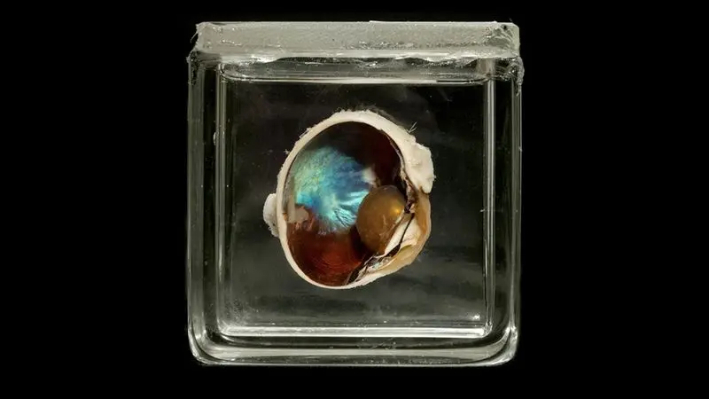 حیوانات ابرقهرمان